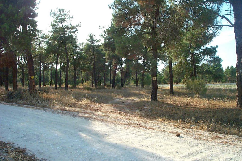 Entre pinos Entre pinos