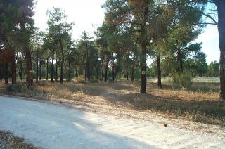 Entre pinos Entre pinos